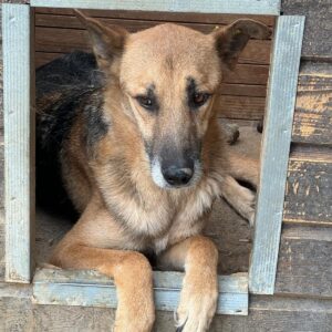 JARO (♂) - Notfall - Mobbingopfer - vermisst 08/24