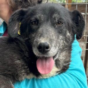 SANIA (♀) - auf PS im PLZ Bereich 08 (MK) *ausgereist* - vermittelt