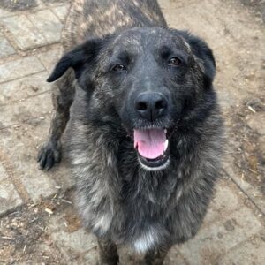 LADY LAYAN (♀) - seit 2021 im Shelter