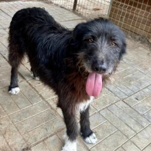 OLAF (♂) - humpelt vorne rechts (wahrschl. alter Bruch)