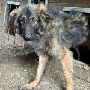 JOSEFINE (♀) - RBB 09/24