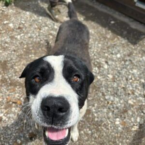 PETE (♂) - dringend Einzelplatz gesucht