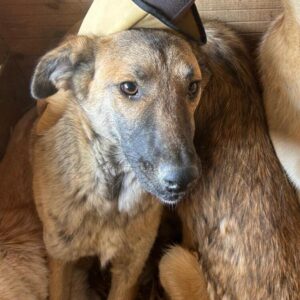 GALENA (♀) - lahmt