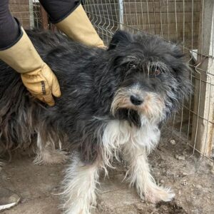 LIESBETH (♀) - stark verfilztes Fell seit 05/24