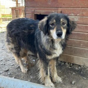 KATI (♀) - ausgereist zur Tierhilfe Lebenswert