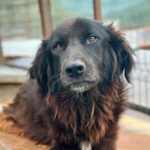 MOKE (♂) - med. NOTFALL - geschwollene Hinterhand