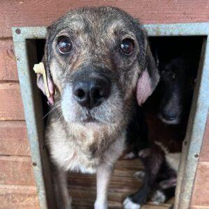 SORELLA (♀) - Notfall in Rumänien - Langzeitinsassin - jetzt auf PS im PLZ Bereich183