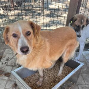 PAPAYA (♀) - ausgereist zum TSV Angsthund AT (AL)