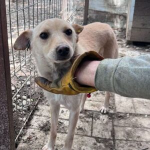 VINERI (♂) - ausgereist zur Tierhilfe Lebenswert DR 22.11.24