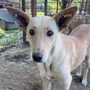 MARJA (♀) - vermittelt MH