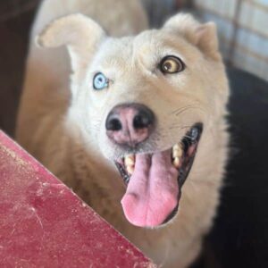 AMBERBLUE (♀) - auf PS im PLZ Bereich 78 (NE)