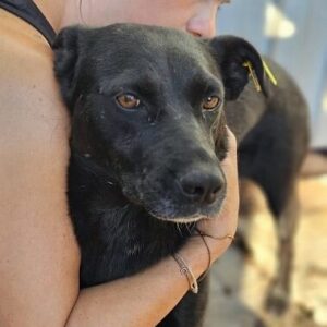 KALINKA (♀) - ausgereist zu Vierbeiner in Not