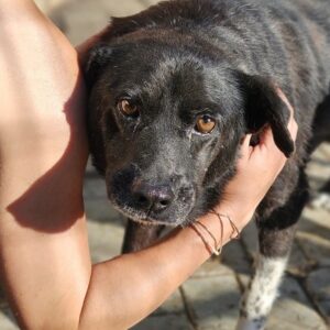 GORGI (♂) - ausgereist zum TH Iserlohn (AL)