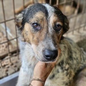 LILLI (♀) - ausgereist zum TST Rösrath