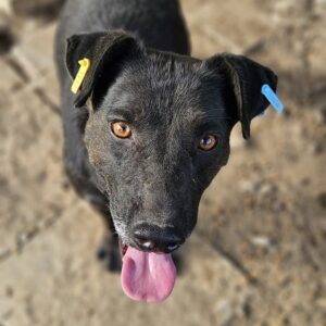 PERNOD (♂) - ausgereist zum TST Rösrath (AL)