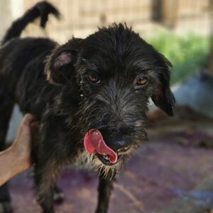 FLIPPI (♂) - vermittelt NH