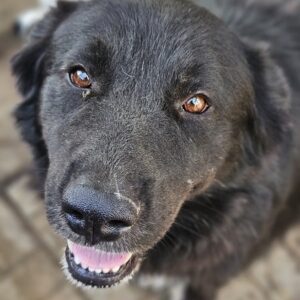 ALA (♀) - vermittelt MH