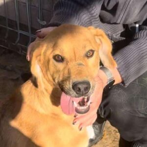 BIZOU (♀) - ausgereist zu PVA e.V.