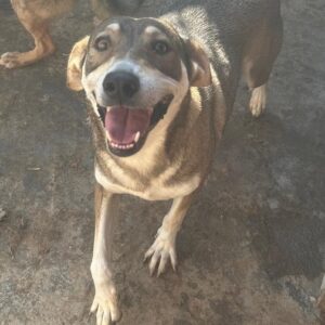 PICCOLINA (♀) - ausgereist zu Tiere brauchen Freunde