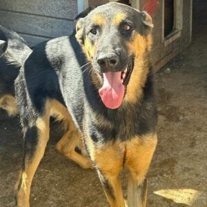 FIPS (♂) - vermittelt MH