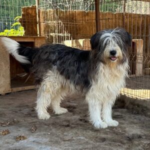 JINGLES (♂) - vermittelt MH