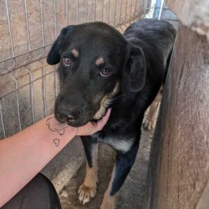 LICAS (♂) - seit mind. 2022 im Shelter