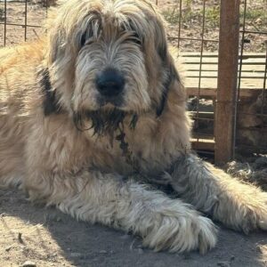 TABATHA (♀) - ausgereist zum TH Filderstadt (AL)