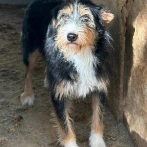 JOONA (♀) - auf PS im PLZ Bereich 30 *ausgereist* - vermittelt