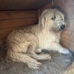 AKELA (♂) Interessenten (09/05 MH)