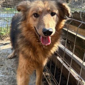 SONNE (♀)- ausgereist zur Hundehilfe Kreta e.V. (NU)