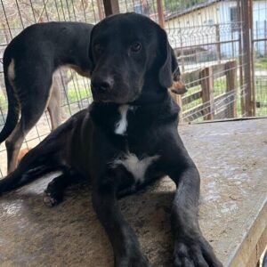 PIRAN (♂) - ausgereist zu Kathleen Müller (AL)