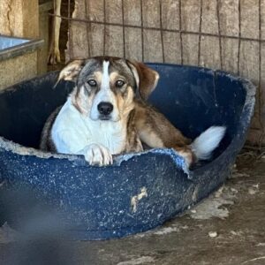 NIKKI - seelischer Notfall - sollte zeitnah reisen