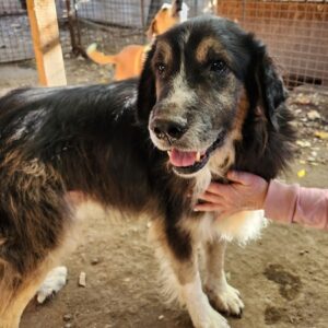 ELORO (♂) - Hautprobleme, Fell verfilzt (10/24)