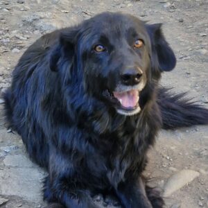 HENNI (♀) - ausgereist zur Tierhilfe Lebenswert DR 15.03.25