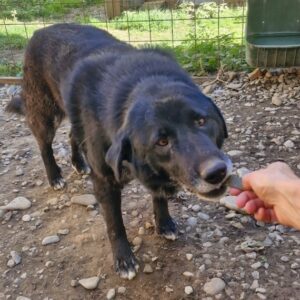 REYKA (♀) - ausgereist zur Tierhilfe Lebenswert DR 15.03.25