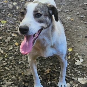 RACHEL (♀) - NOTFALL! - wurde gebissen - dringend Platz gesucht