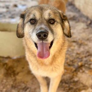 MYRIAM (♀) - seit mind. 2022 im Shelter