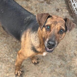 DIEGO (♂) - sehr verzweifelt - seit mind. 2022 im Shelter