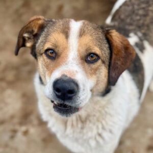 JUPPY (♂) - wirkt sehr müde und fertig