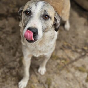 TAREK (♂) - seit mind. 2023 im Shelter