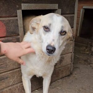 CHUSU (♂) - seit mind. 2023 im Shelter