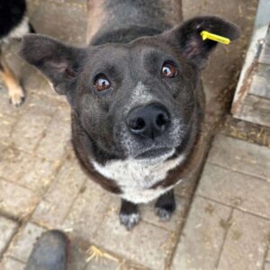 LILAH - Hautprobleme