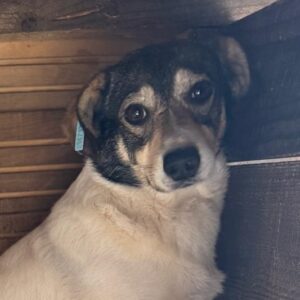 DUFFIE - Hautprobleme