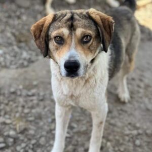 MALFOY (♂) - frische Bissverletzung (04/25) reserviert (25/05 MH)