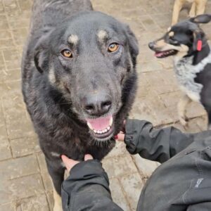 DJEGO (♂) - med. Notfall - große Hinterhandprobleme - seit mind. 2022 im Shelter