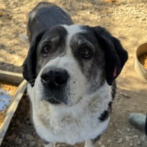 TAJO (♂) - resignierter Senior, läuft unrund