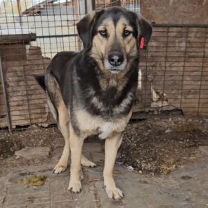 MEGGYBEL (♀) - med. Notfall - große Hinterhandprobleme - seit mind. 2022 im Shelter