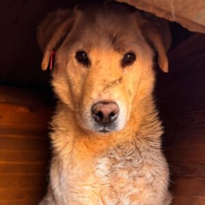 CAMELLO (♂) - resigniert, belastet das rechte Hinterbein nicht richtig