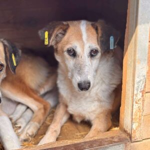 DAWSON (♂) - Notfall zu dünn, lahmt hinten, dringend Platz gesucht