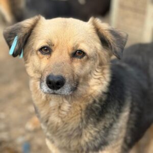 DJAMIRA (♀) - seit 2020 im Shelter